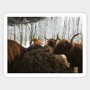 Scottish Highland Cattle Cows 1869 Sticker